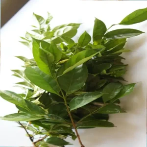 Atama Leaves
