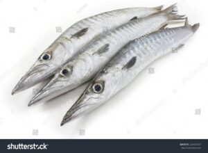 Barracuda (Washed and cut-up / Ready to cook) - 1kg