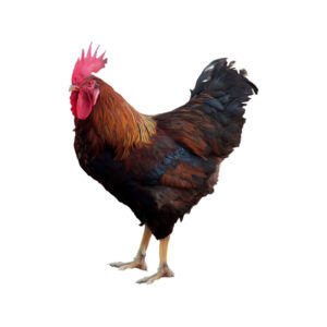 Live Chicken ~ Local (Big)