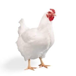 Live Broiler Chicken (Big)