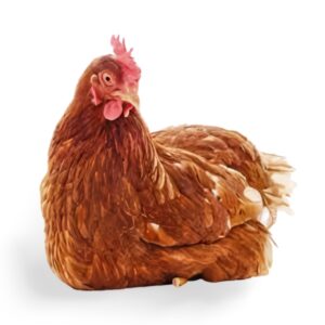 Live Chicken ~ Old Layer (Big)