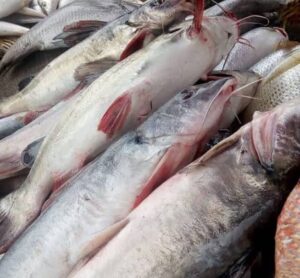 Obokun fish ( Washed, Cut and Ready to cook) ± 1kg