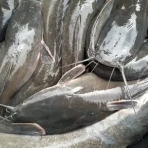 Fresh Catfish - Sharing