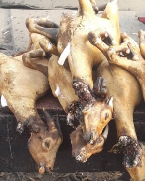 Processed Whole Goat meat ( Cut-up)