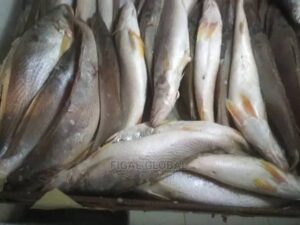 White Croaker fish - Sharing