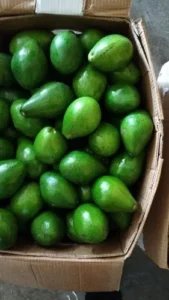 Avocado Pear Sharing