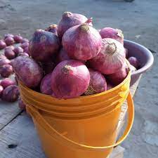 Onions(Paint Rubber)