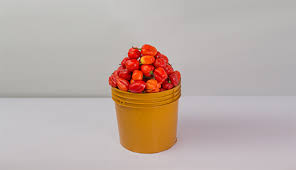 Atarodo(Scotch Bonnet) Paint Rubber(approx. 2kg)