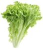 Lettuce Heads x 6