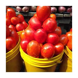 Fresh Tomatoes(Grade A) Paint Rubber