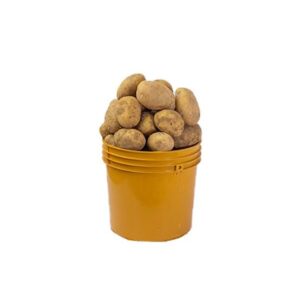 Irish Potatoes paint rubber (4kg)