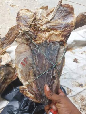 Stock Fish Head - Large