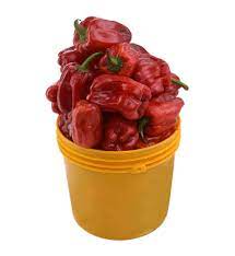 Tatashe(Capsicum) - Sharing