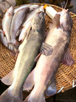 Obokun Fish ( Cut up, Washed and Ready to cook) ± 2.5kg