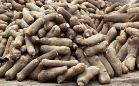 Fresh Yam (MEDIUM)